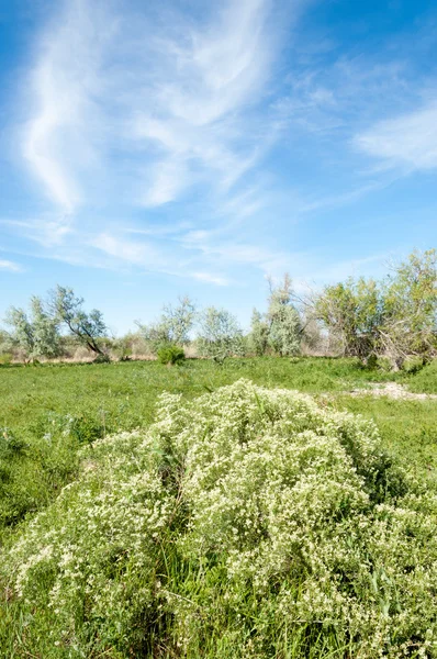 Stäppen Prairie Veldt Veld Flodslätter Vacker Natur Stäpperna Kazakstan — Stockfoto