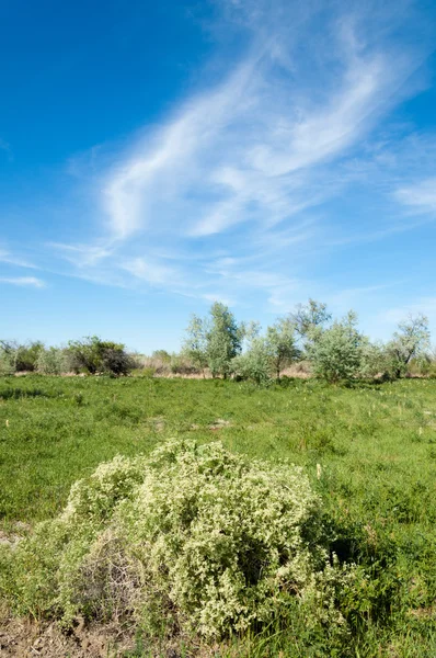 Stäppen, prairie, veldt, veld flodslätten — Stockfoto