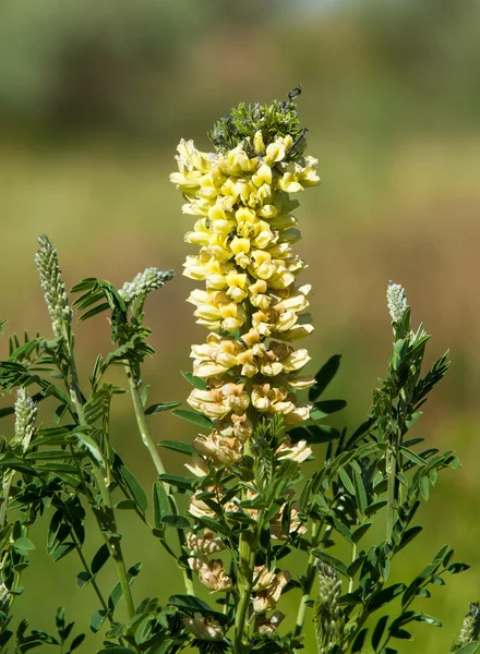 Édesgyökér Édesgyökér Glycyrrhiza Glabra Csillag Ánizs Édeskömény — Stock Fotó