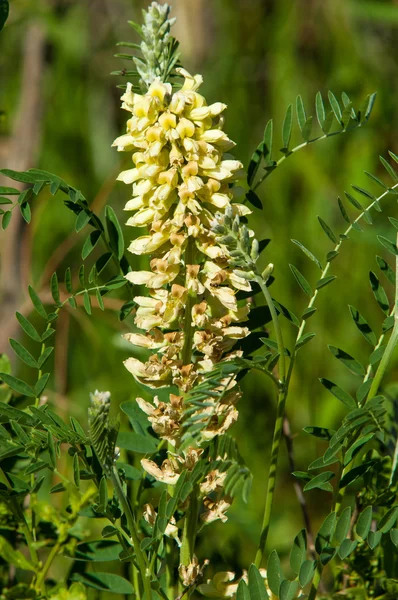 Édesgyökér Édesgyökér Glycyrrhiza Glabra Csillag Ánizs Édeskömény — Stock Fotó