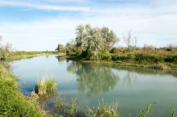 Canne del fiume steppa estate — Foto Stock