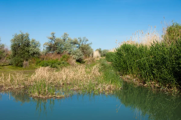 Pusztai folyó nád nyári — Stock Fotó