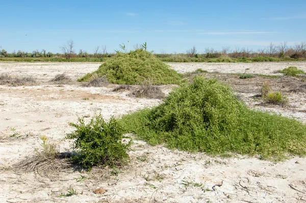 Stäppen saltlösning jordar — Stockfoto