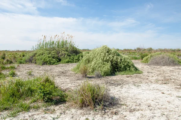 Steppe Saline Soils Saline Salt Salt Steppe Prairie Veldt Veld — Stock Photo, Image