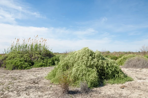 Steppe Saline Soils Saline Salt Salt Steppe Prairie Veldt Veld — Stock Photo, Image