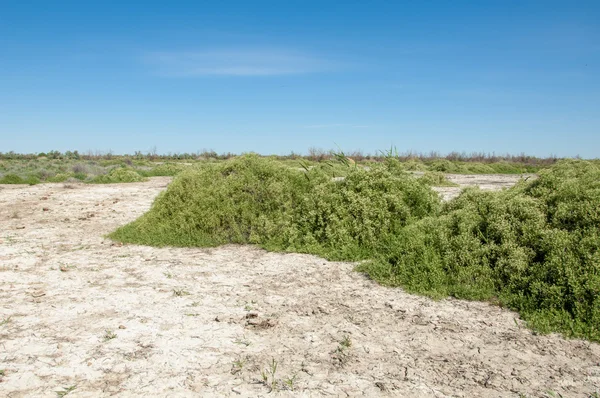 Stäppen Saltlösning Jordar Saltlösning Salt Salt Stäppen Prairie Veldt Veld — Stockfoto