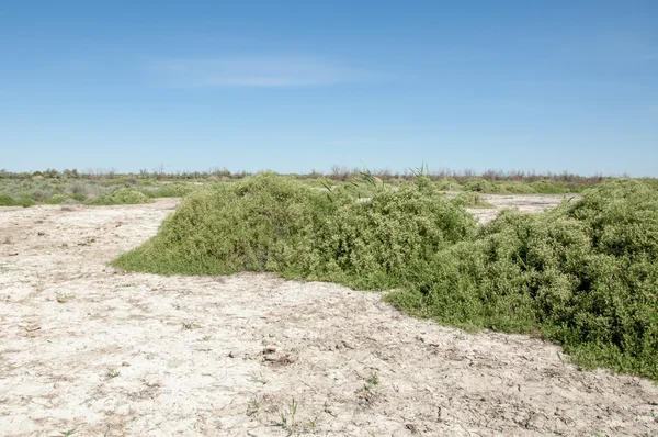 Stäppen Saltlösning Jordar Saltlösning Salt Salt Stäppen Prairie Veldt Veld — Stockfoto