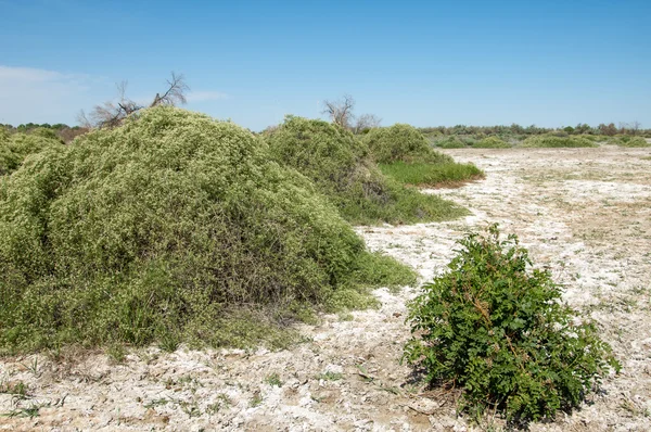 Stäppen Saltlösning Jordar Saltlösning Salt Salt Stäppen Prairie Veldt Veld — Stockfoto