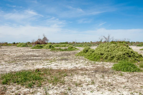 Stäppen Saltlösning Jordar Saltlösning Salt Salt Stäppen Prairie Veldt Veld — Stockfoto