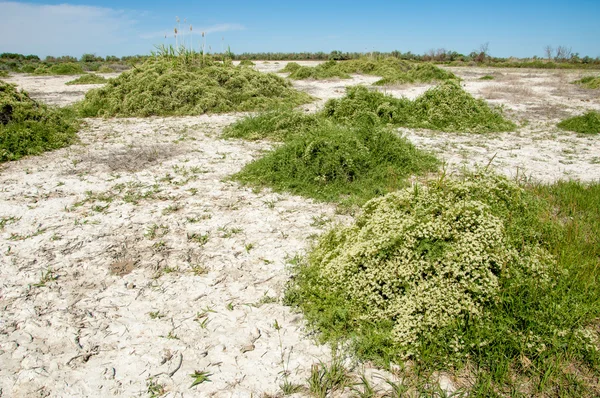 Steppe Saline Soils Saline Salt Salt Steppe Prairie Veldt Veld — Stock Photo, Image