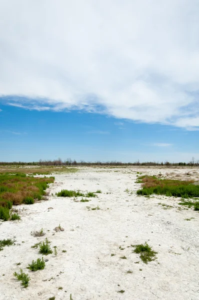 Steppe Sols Salins Sel Salin Dans Sel Steppe Prairie Veldt — Photo