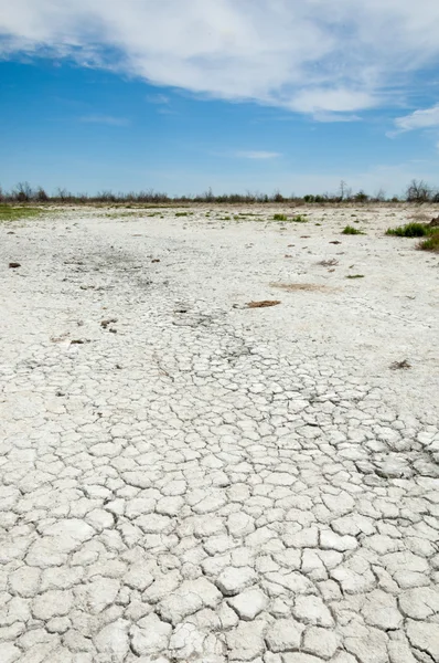 Steppe sols salins. sel salin dans le sel. steppe prairie ve — Photo