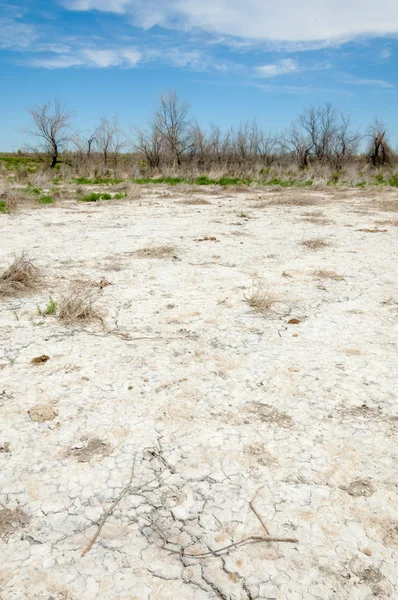 Steppe Sols Salins Sel Salin Dans Sel Steppe Prairie Veldt — Photo