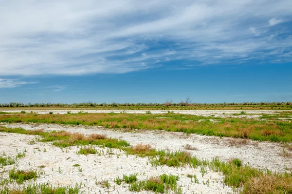 Stäppen Saltlösning Jordar Saltlösning Salt Salt Stäppen Prairie Veldt Veld — Stockfoto