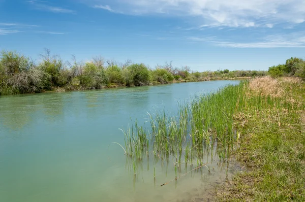 Canne del fiume steppa estate — Foto Stock