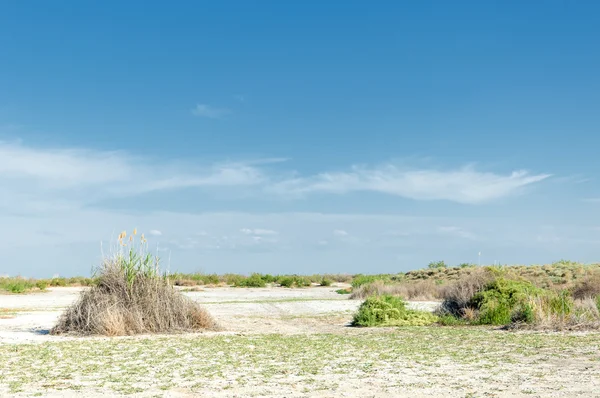 Steppe sols salins. sel salin dans le sel. steppe prairie ve — Photo