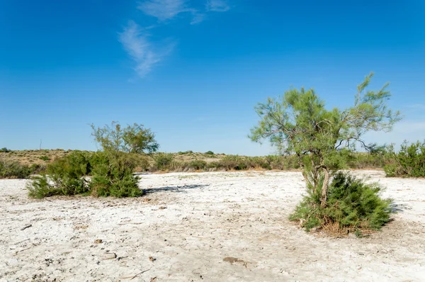 Steppe sols salins. sel salin dans le sel. steppe prairie ve — Photo