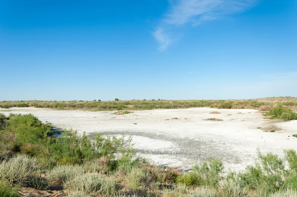 Steppe Sols Salins Sel Salin Dans Sel Steppe Prairie Veldt — Photo