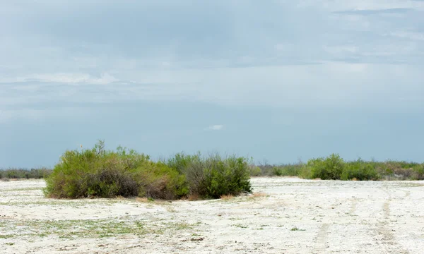 Steppe tanah garam. garam asin dalam garam. padang rumput stepa ve — Stok Foto