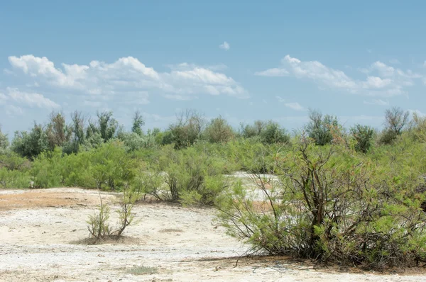 Suelos salinos de estepa. sal salina en sal. pradera esteparia ve — Foto de Stock