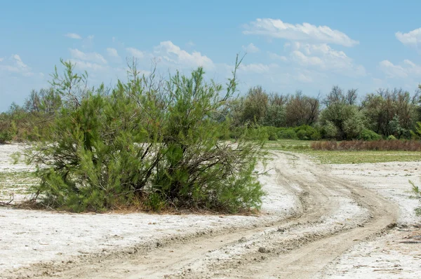 Solos salinos de estepe. sal salino no sal. pradaria de estepe ve — Fotografia de Stock