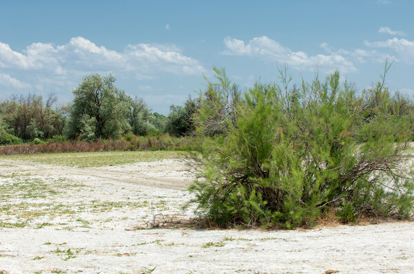 Steppe saline soils. saline  salt  in salt.  steppe  prairie  ve