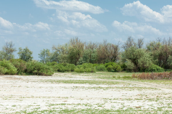 Steppe saline soils. saline  salt  in salt.  steppe  prairie  ve