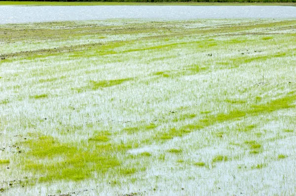 Rice paddies — Stock Photo, Image