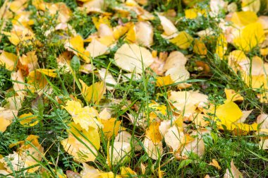 doku sonbahar yaprakları. Sonbaharın arka plan bırakır. Sonbahar arka plan. Renkli sonbahar yaprakları. 