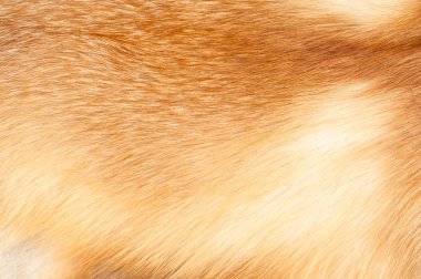 Dokuları kızıl tilki kürkü. Kızıl tilki tüylü kumaş kumaş soyut, kürklü kumaş sade yüzey, yatay yönelimde kabataslak kürk arka plan, kimse.