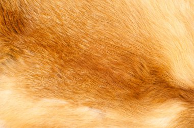 Dokular Kızıl tilki kürk