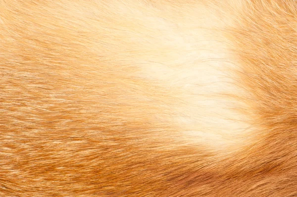 Tekstury red fox futro — Zdjęcie stockowe