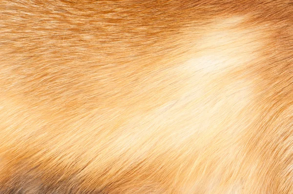 Textures fourrure de renard rouge — Photo