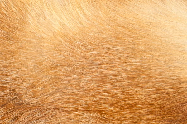 Textures red fox fur — Stock Photo, Image