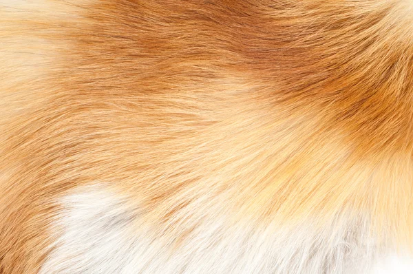 Textures red fox fur — Stock Photo, Image