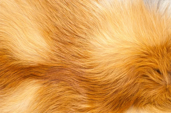Texturen red fox bont — Stockfoto