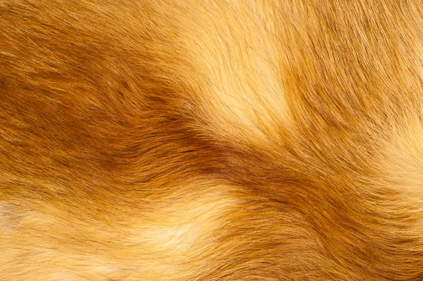 赤いキツネの毛皮のテクスチャ 赤い狐の毛の質感の布の抽象的な 毛皮の錆びた質感の平面 水平方向にラフベルトの背景 — ストック写真