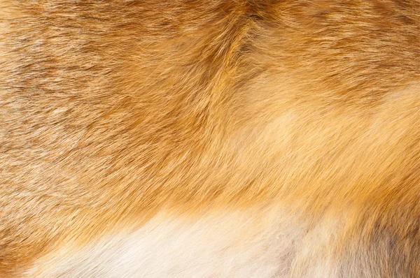 Textury red fox kožešiny — Stock fotografie