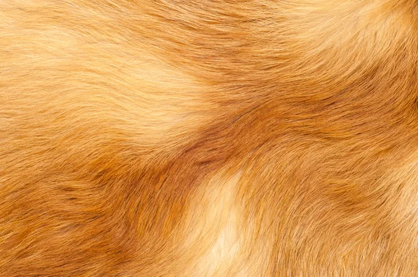 Texturas piel de zorro rojo —  Fotos de Stock