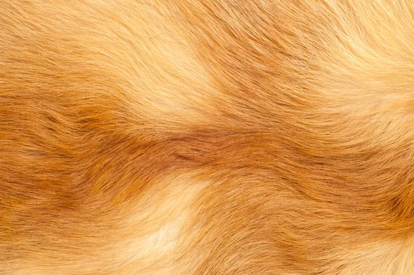 Textures Red Fox Fur Red Fox Shaggy Fur Texture Cloth — Stock Photo, Image