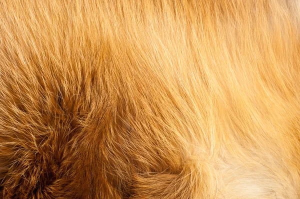 Texturen red fox bont — Stockfoto