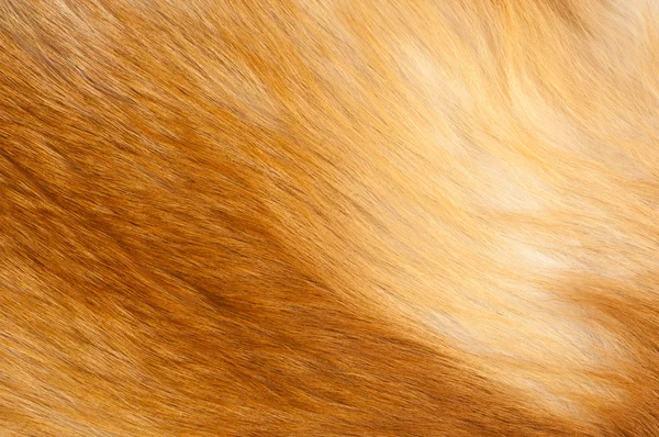 纹理红狐狸皮毛 — 图库照片