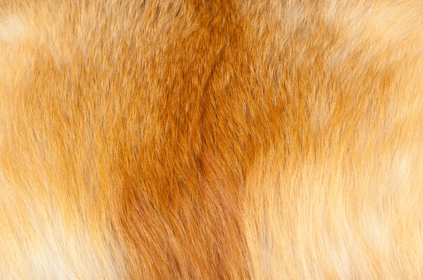 Textures red fox fur. Red fox shaggy fur texture cloth abstract, furry rusty texture plain surface, rough pelt background in horizontal orientation, nobody.