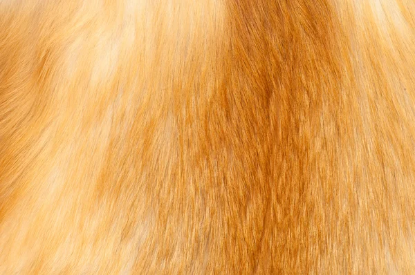 Texturen rotes Fuchspelz — Stockfoto