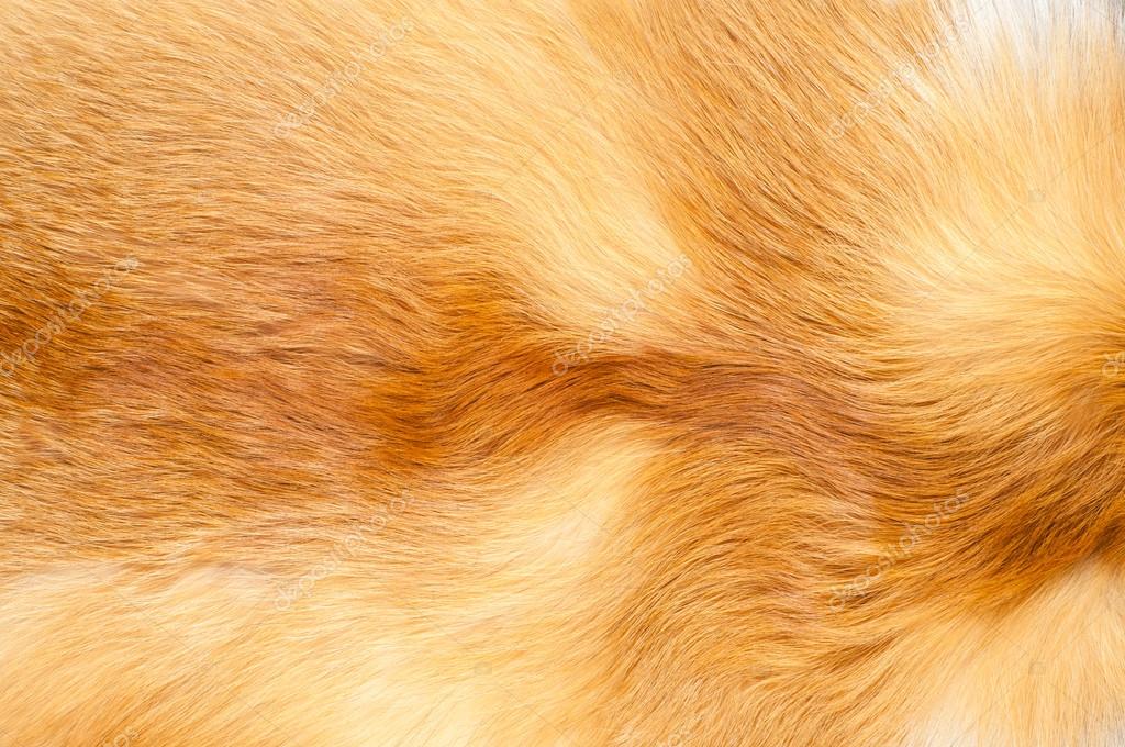 Red Tabby Fur Texture Picture, Free Photograph