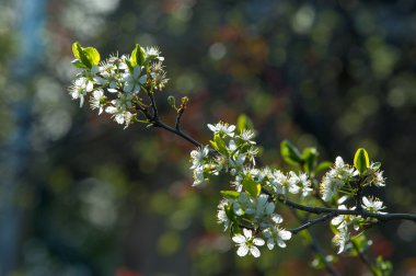 Malus, Crabapple, yabani elma. Ekili meyve için elma. Diğer türler genellikle crabapples, yengeç elma, yengeçler veya yabani elma olarak bilinir.