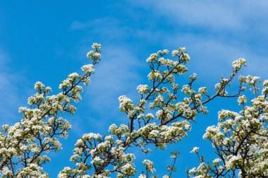 Malus, Crabapple, yabani elma. Ekili meyve için elma. Diğer türler genellikle crabapples, yengeç elma, yengeçler veya yabani elma olarak bilinir.