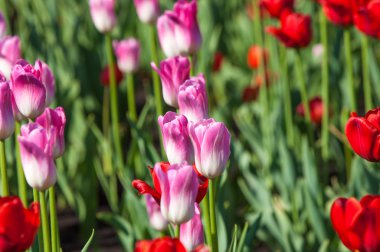 Lale. Soğanlı bitki tohumları. Lily çiçekler ile büyük, fincan şeklinde. Lale güzel buket. renkli lale. lale bahar. 