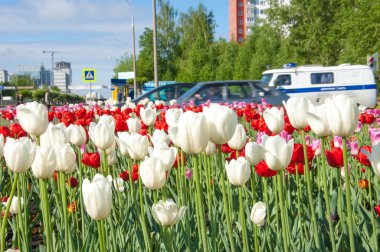 Lale. Soğanlı bitki tohumları. Lily çiçekler ile büyük, fincan şeklinde