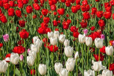 Lale. Soğanlı bitki tohumları. Lily çiçekler ile büyük, fincan şeklinde